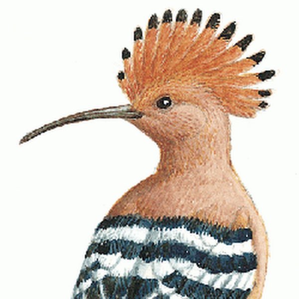 Удод птица рисунок