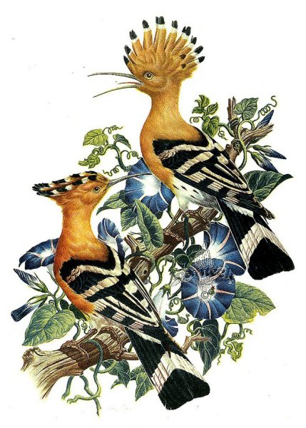 Птичка Удод картинка