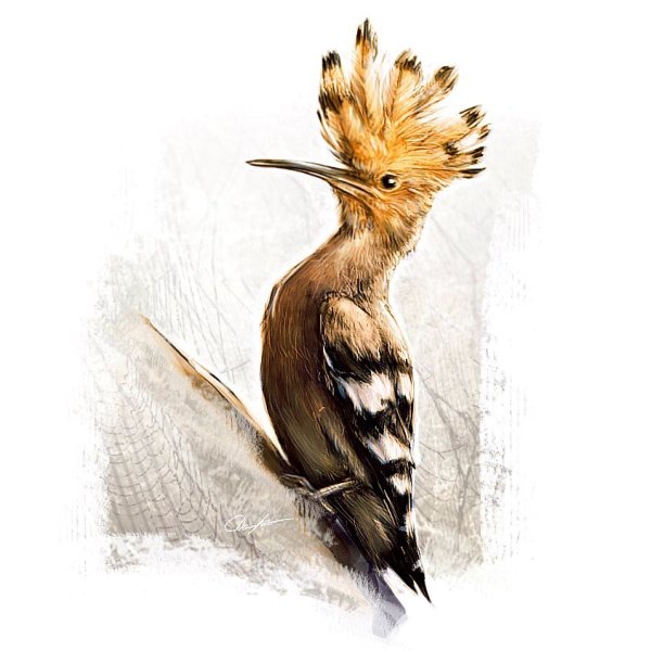 Удод рисунок