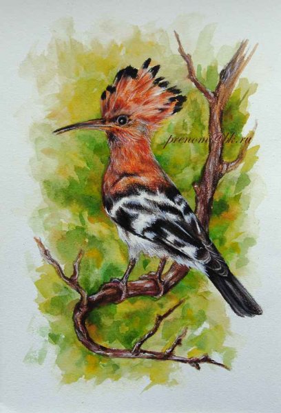 Синеголовый Удод