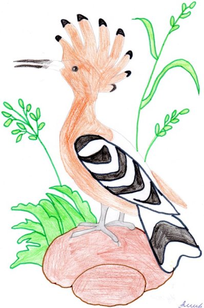 Удод птица для детей