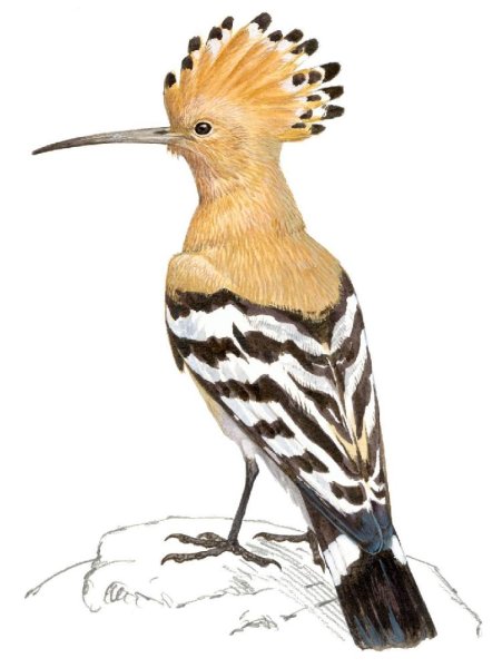 Удод на прозрачном фоне