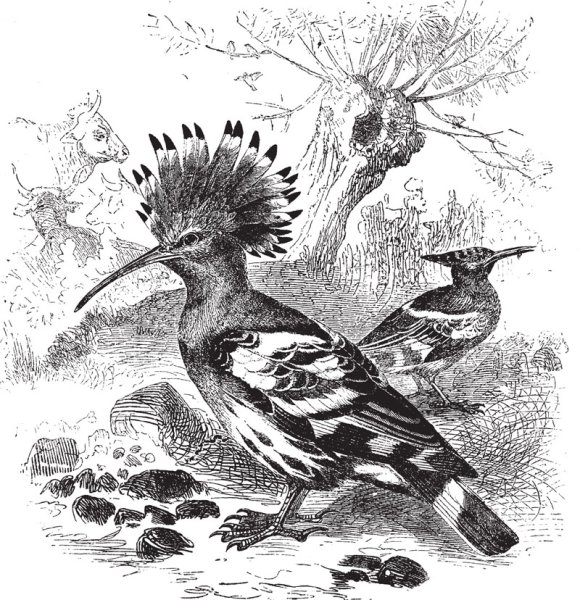 Удод раскраска