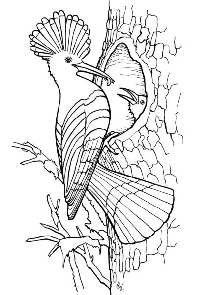 Удод птица для детей