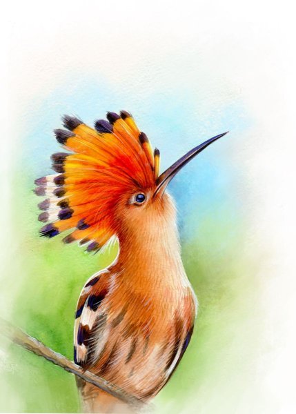 Удод рисунок