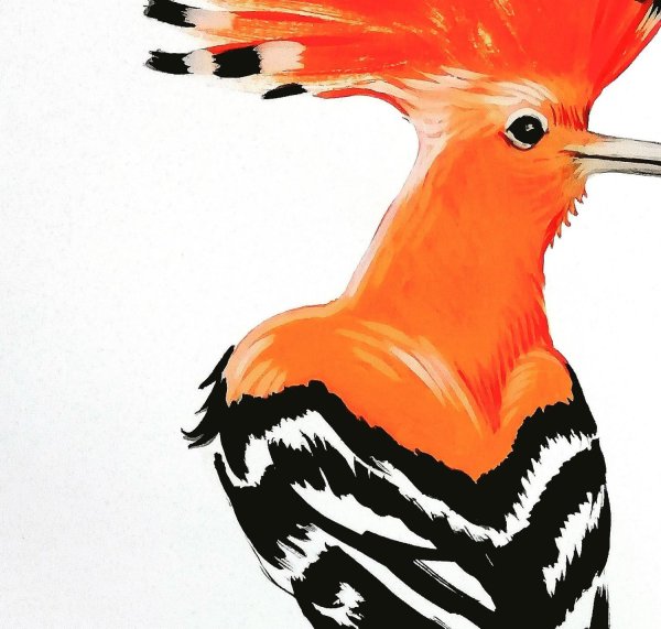 Удод картина