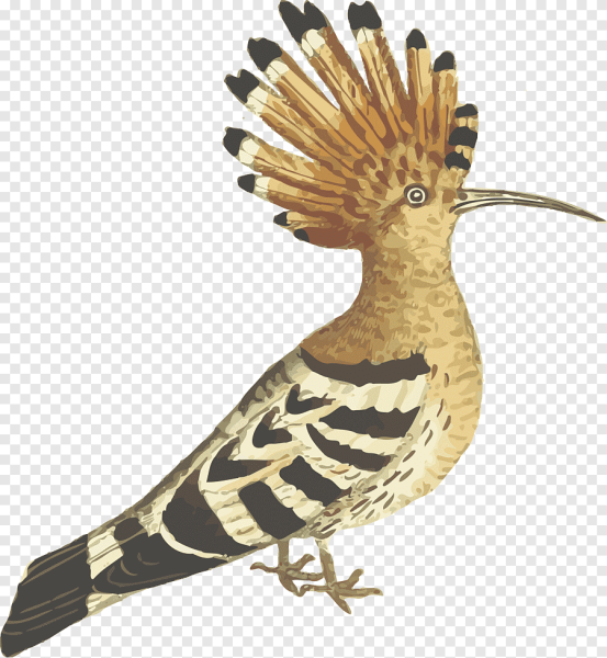 Удод на белом фоне