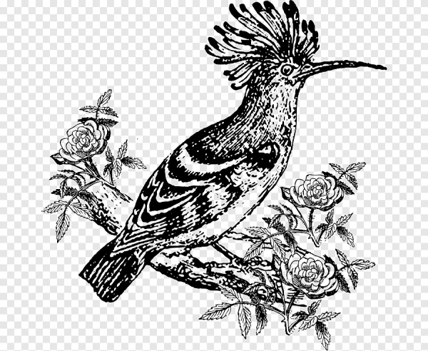 Птица черно белая