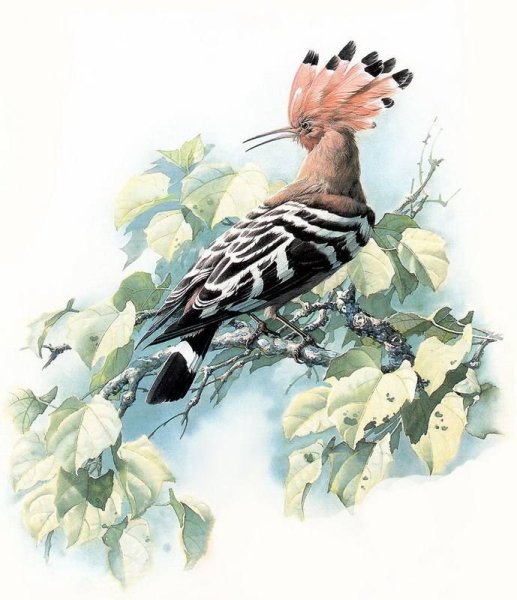 Удод аппликация