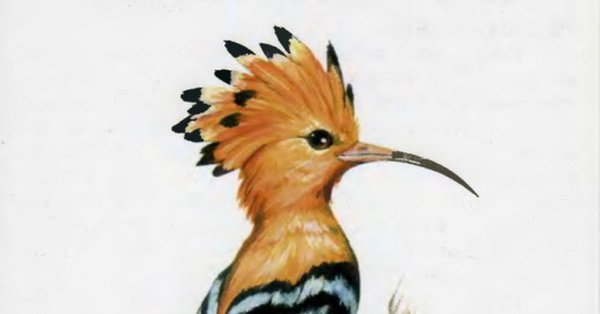 Птица на букву Удод