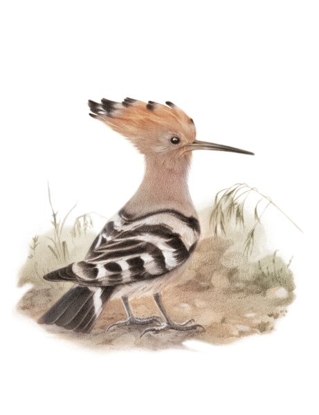 Удод для детей