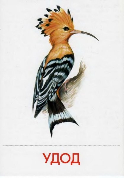 Перелетные птицы Удод