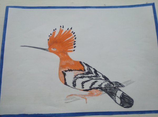 Удод рисунок