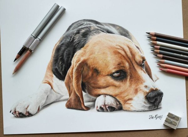 Бигль скетч