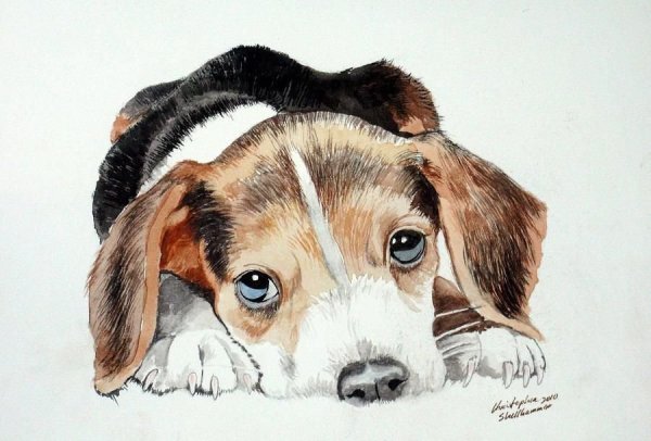 Бигль собака рисунок