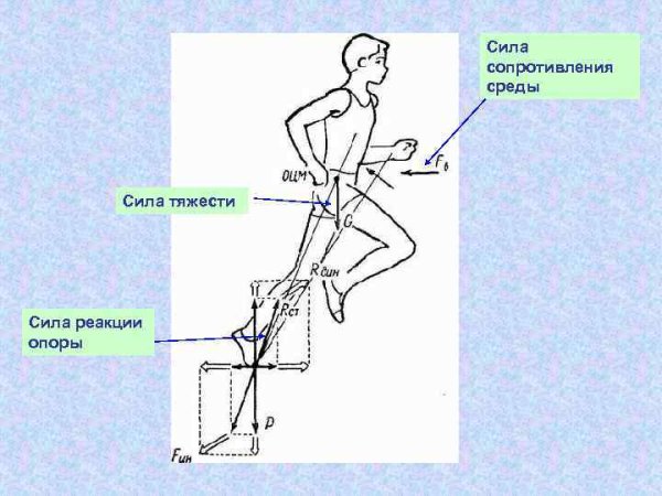 Сила реакции опоры в биомеханике