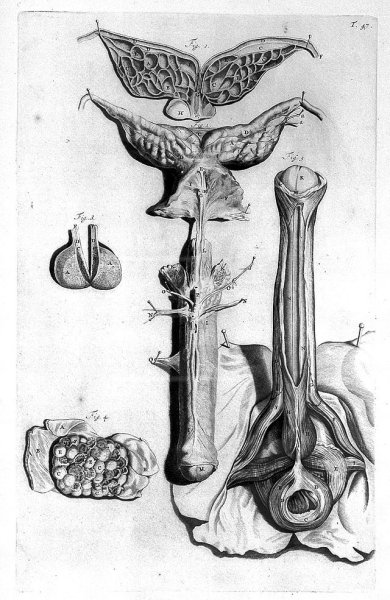 Анатомический атлас Бидлоо