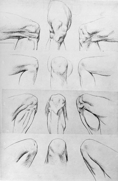 Эскиз члена