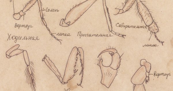 Строение мужской репродуктивной системы анатомия