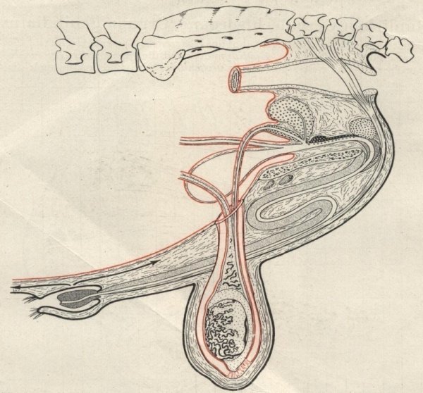 Типы ходильных конечностей насекомых