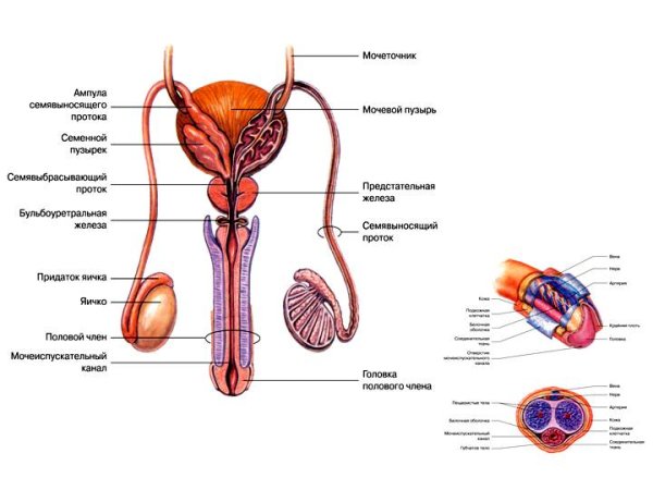 Наружные половые мужские органы анатомия строение