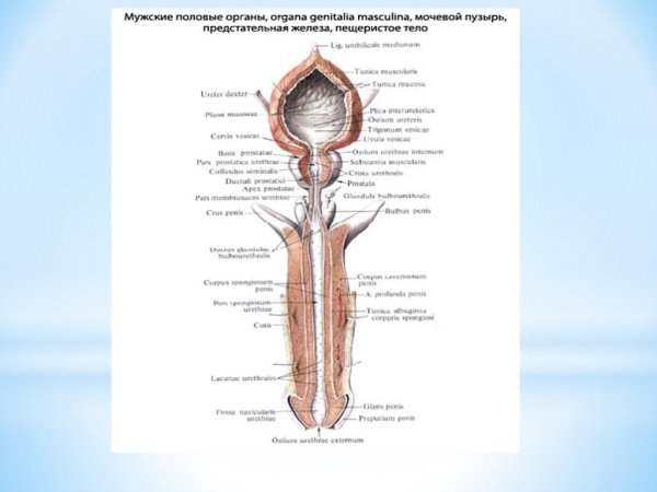 Внутренне строение мужской половой системы схема