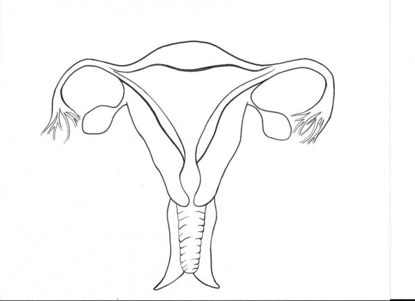 Половая система самок КРС