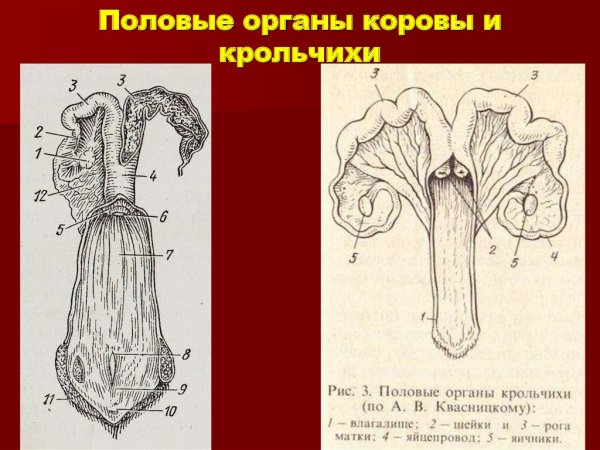 Органы в виде цветов