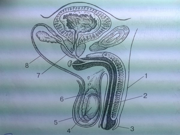 Схематичное изображение половых органов