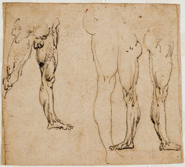 Строение мужского органа яички