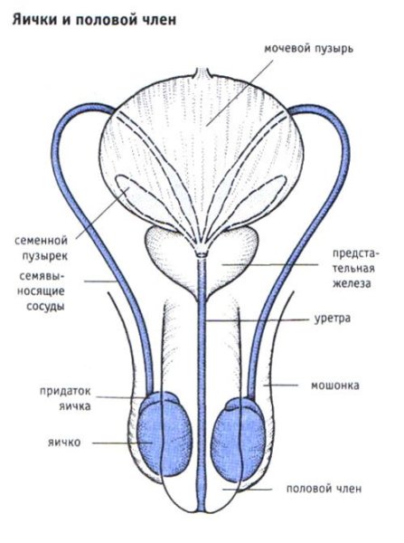 Женские половые органы схематично