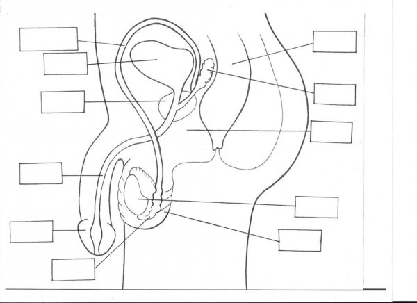 Строение женского полового органа анатомия