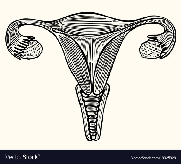 Наружные женские половые органы
