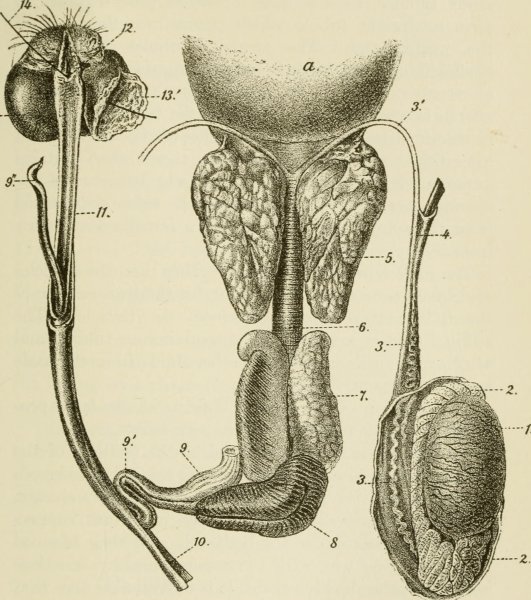 Мюллеров проток предстательной железы