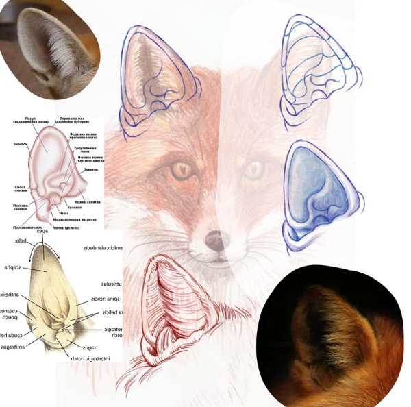 Строение лисьего уха