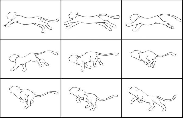 Бег кошки референс