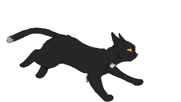 Кот бежит на белом фоне