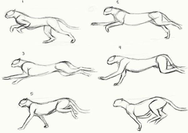 Бег кошки Раскадровка референс