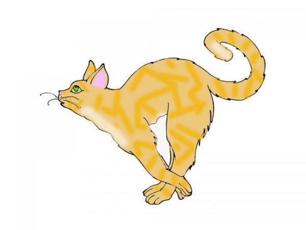 Коты Воители бегут