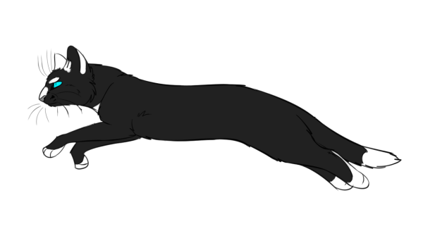 Черная кошка бежит