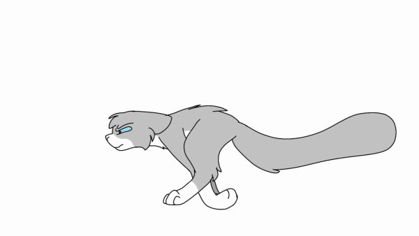 Покадровый бег кота