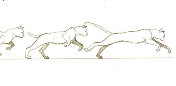 Покадровая анимация бега кошки