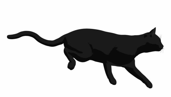 Черная кошка бежит
