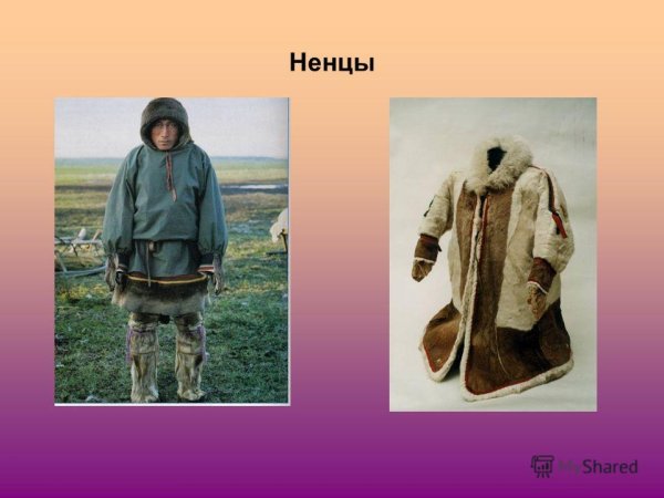 Народы Сибири ненцы в 17 веке