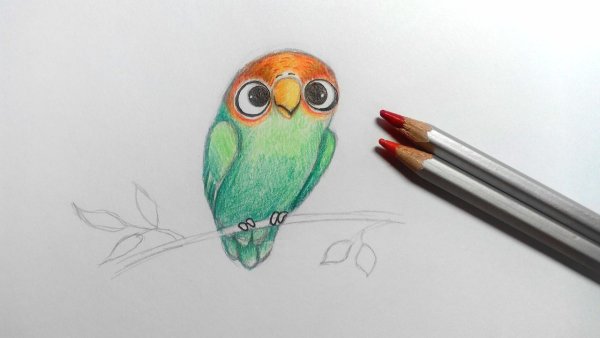 Рисунки цветными карандашами для срисовки