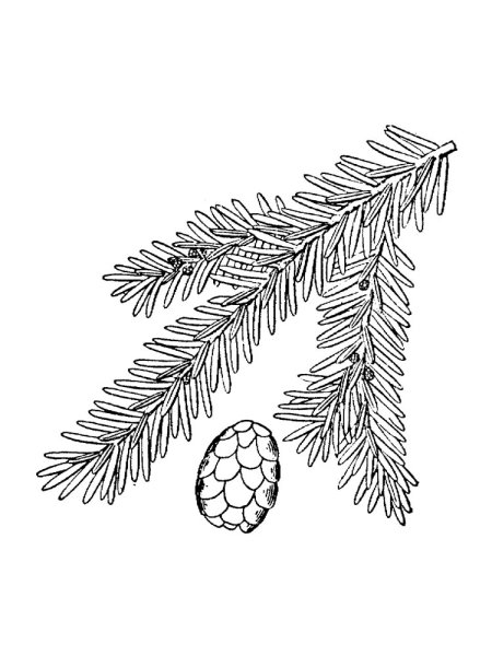 Ветка Еловая