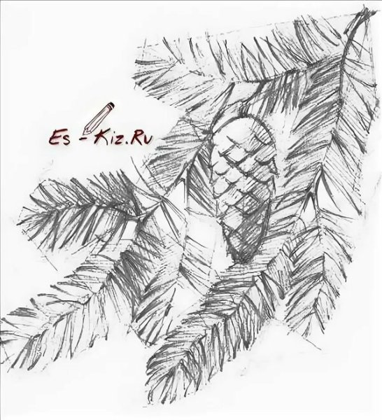 Ветка елки карандашом