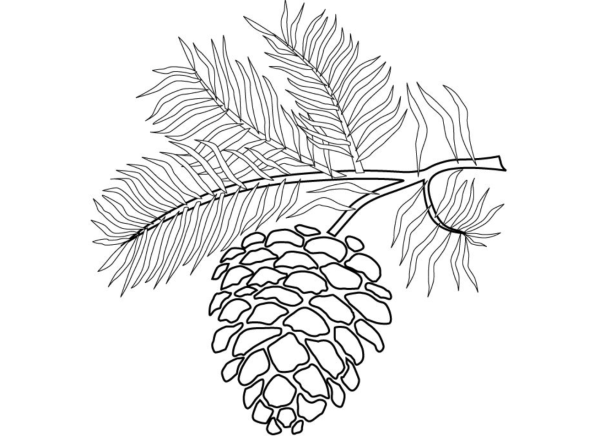 Веточка елки для рисования