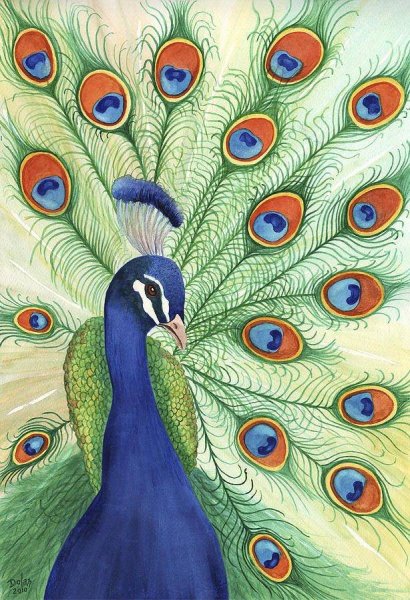 Павлин рисунок красками