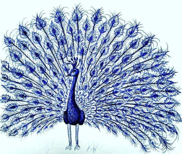 Павлин risunok